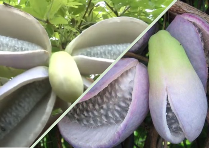 Як виглядає акебія п'ятилисточкова